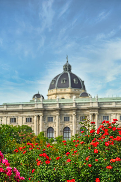 Rosas vermelhas em Volksgarten Vienna Áustria - Foto, Imagem