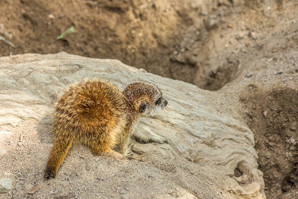 The little cub meerkat sits on a rock. The meerkat (Suricata suricatta) is a small mongoose that lives in the savanna, shrubland, grassland and desert in Botswana, Namibia, Angola and in South Africa. - Photo, Image