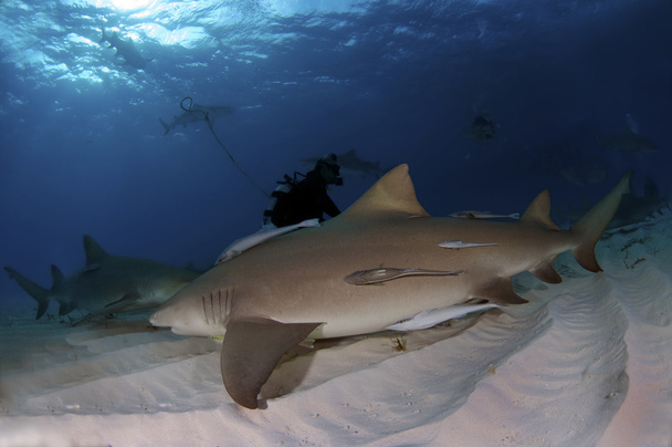 Un paquete de tiburones limón alrededor de un buceador
. - Foto, imagen