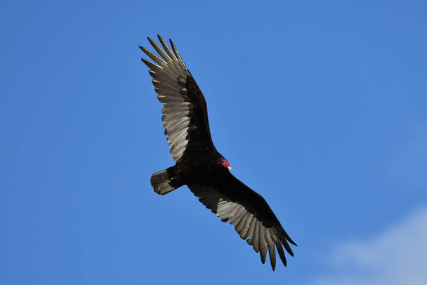 Turkey Vulture in flight with wings spread - Photo, image