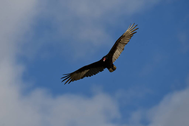 Turkey Vulture in flight with wings spread - Foto, Imagem