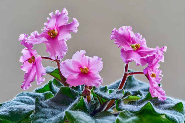 bloemen groep van roze viooltjes op een schone en lege grijze achtergrond close-up - Foto, afbeelding