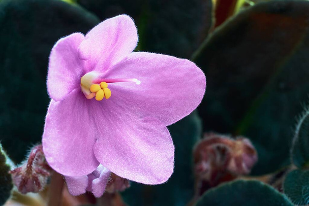 one beautiful pink violet closeup on a blurred background - Foto, Imagen