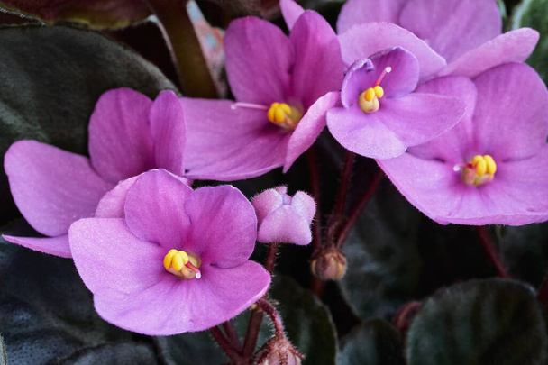 beautiful floral group of pink violets closeup - Photo, Image