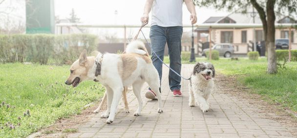 Pet care. Professional male dog walker walking a pack of dogs on park trail - Photo, Image