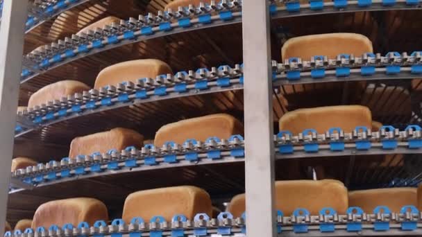 Loafs of bread in a bakery on an automated conveyor belt - Footage, Video