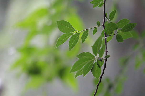 Közelkép Friss zöld levelek tavasszal - Fotó, kép