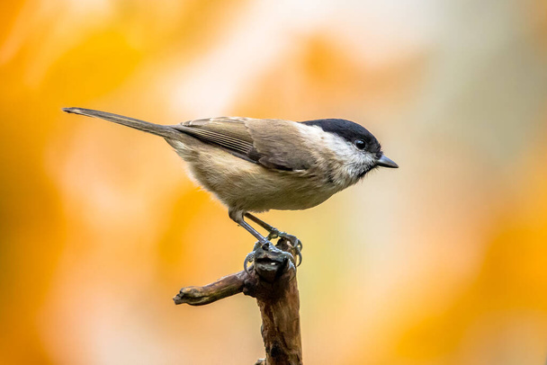 Willow tit (Poecile montanus). Songbird perched on branch against blurred colorful autumn background. Wildlife in nature. Bird in the garden. Netherlands - Photo, Image