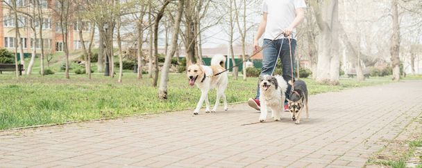 Догляд за тваринами. Професійний чоловічий собака ходить по пачці собак на парковій стежці
 - Фото, зображення