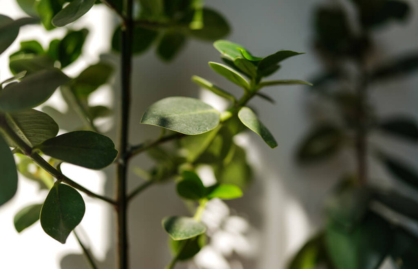 Sun shines on room plants from side, casting shadows - shallow depth of field photo, only few leaves in focus - 写真・画像