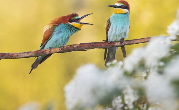 Paradiesvögel inmitten frühlingshafter Schönheit - Foto, Bild