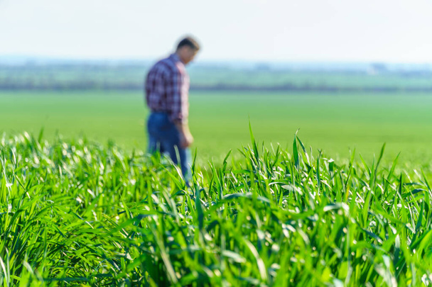 un agriculteur marchant le long du champ, vêtu d'une chemise à carreaux et d'un jean, vérifie et inspecte les jeunes pousses de blé, d'orge ou de seigle, ou d'autres céréales, un concept d'agriculture et d'agronomie - Photo, image