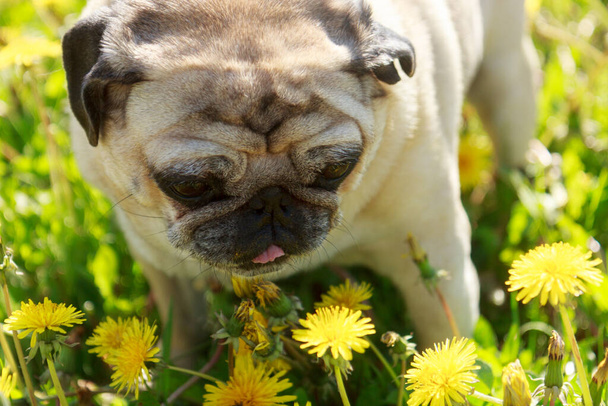 Pug dog eat dandelion - Photo, Image