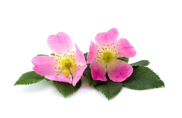 Pinf fleurs Chien rose (Rosa canina) sur fond blanc - Photo, image