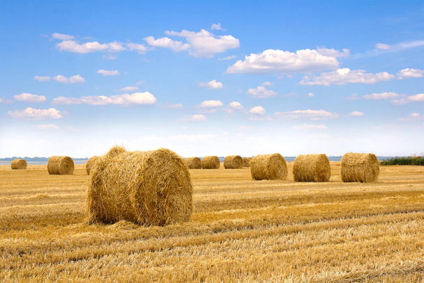 A field with straw bales after harvest. - Photo, Image