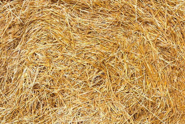 Straw yellow golden texture, background - Photo, Image