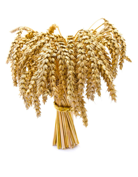 Wheat golden yellow ears on a white background - Photo, Image