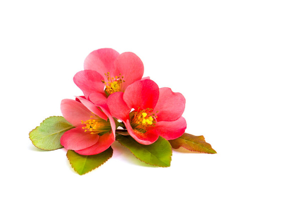 Pink flowers japanese Quince ( Chaenomeles japonica ) in bloom on white background - Photo, Image