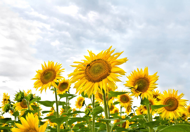 Pole żółtych kwiatów słoneczniki w lecie - Zdjęcie, obraz