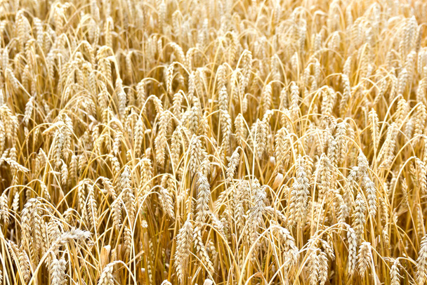 Золоті вуха пшениці на полі влітку
 - Фото, зображення