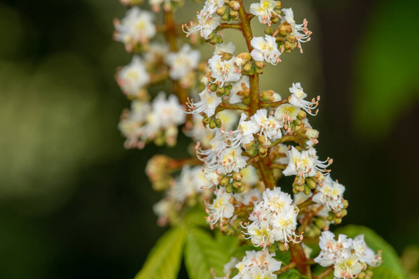 Primo piano di fiore su un albero di ippocastano (aesculus hippocastanum) - Foto, immagini