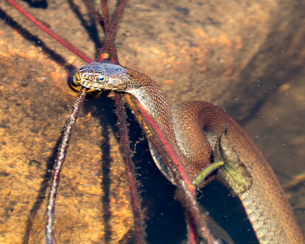 Pohled zblízka na hadí profil ve vodě zobrazující hlavu z vody, se skalami a listím v rozmazané vodě ve svém prostředí a prostředí. Obrázek. Fotka. Portrét. Fotografie. - Fotografie, Obrázek