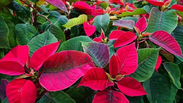 Poinsettia (also know Euphorbia pulcherrima). Is a plant species of the diverse spurge family (Euphorbiaceae) - Photo, Image