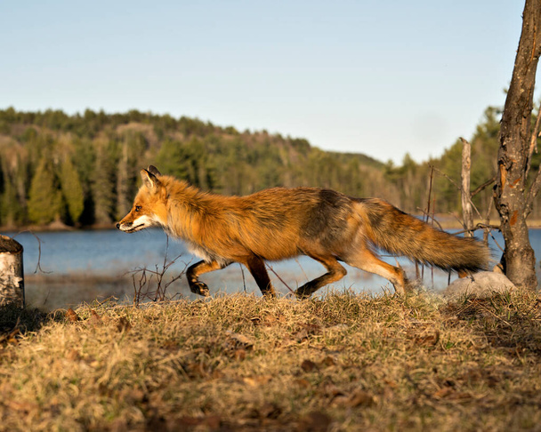 Red Fox biegnie z widokiem bocznym i z krajobrazem wodno-leśnym wiosną w swoim otoczeniu i środowisku. Fox Image. Zdjęcie. Portret. - Zdjęcie, obraz