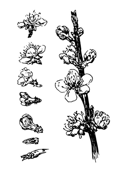Vintage vázlat vektor készlet virágzó gallyak és rügyek és virágok. elszigetelt ág egy virágzó sárgabarack fa és rügyek, rügyek és virágok különböző pozíciókban vázlatos stílusban egy fekete vonal fehér alapon egy tervezési sablont. - Vektor, kép