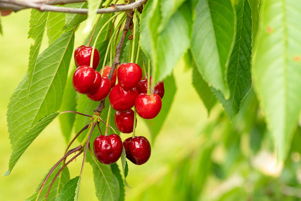 Dojrzałe czerwone jagody czereśni dojrzewają na gałęzi ogrodu wiosną i latem na tle liści. Przestrzeń kopiowania - Zdjęcie, obraz