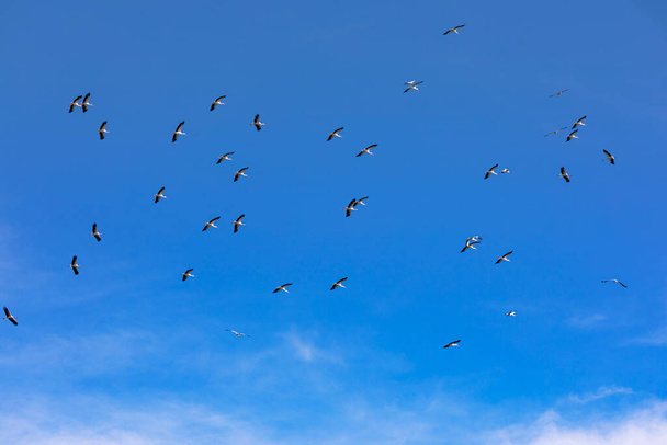 γαλάζιος ουρανός με πελαργούς να πετούν - Φωτογραφία, εικόνα