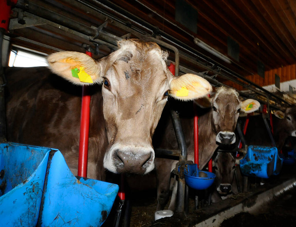 Корова в коровнике на молочной ферме, жилье для сельскохозяйственных животных - Фото, изображение