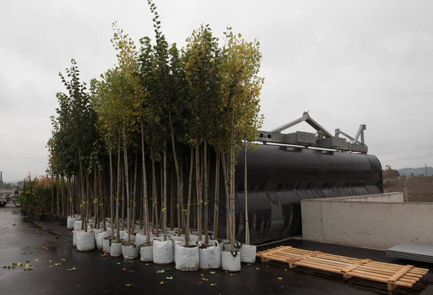 in a tree nursery or arboriculture, plant and tree breeding - Photo, Image