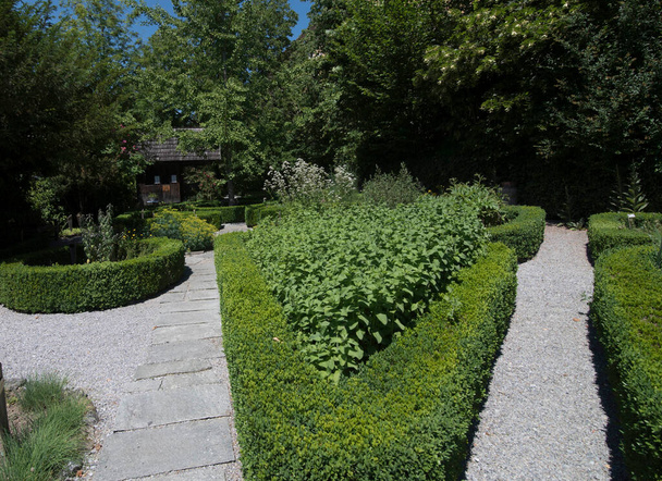 Bahçede bitki kesimi ve süs çiti, bahçe tasarımı. - Fotoğraf, Görsel