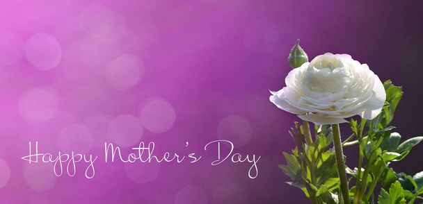 Happy Mothers Day card with white ranunculus flower - Φωτογραφία, εικόνα