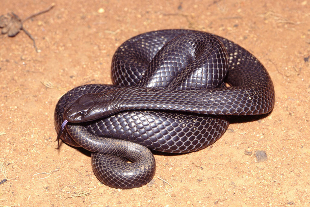 Пятнистая или синебрюхая чёрная змея - Фото, изображение