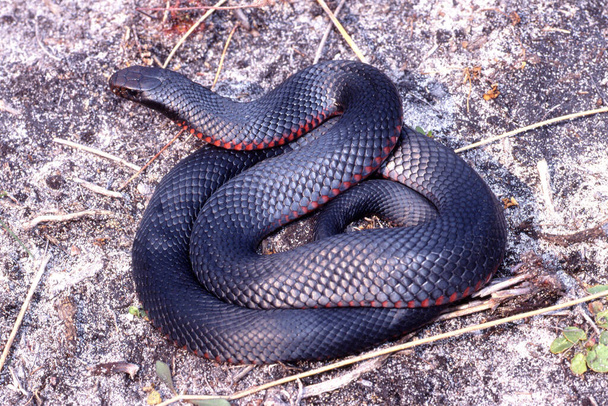 червоний білочеревий Чорна змія
 - Фото, зображення
