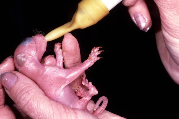 Biberón alimentando a un bebé sin pelaje Australian Brush-tailed Possum - Foto, Imagen