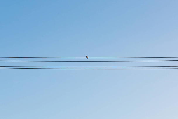 Set of bird on wires over blue sky background. - 写真・画像