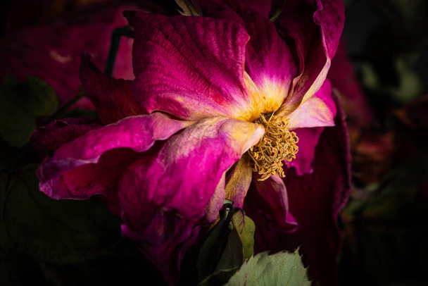 Экстремальный крупным планом снимок высыхающей красной розы, установленной на темном фоне. - Фото, изображение