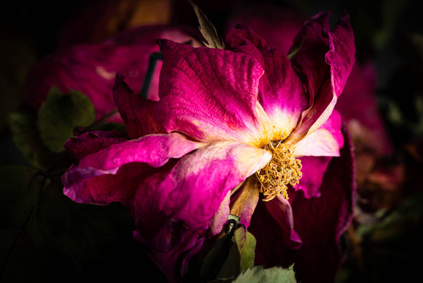 Een extreem close-up shot van een drogende rode roos tegen een donkere achtergrond. - Foto, afbeelding