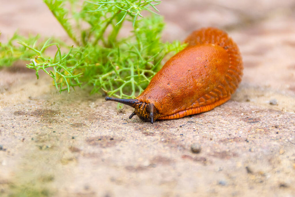 velký červený slimák plazící se po dlažebních kostkách se stopami kapek deště při hledání potravy, selektivní zaměření - Fotografie, Obrázek