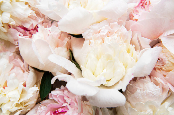 Fleurs pivoines roses pâles fraîches comme fond naturel - Photo, image