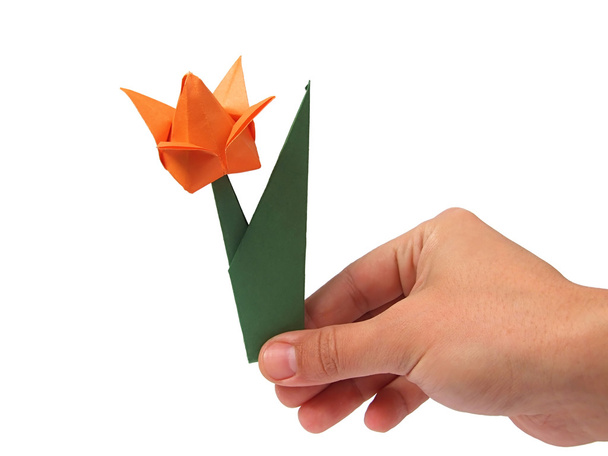 tulipa na mão
 - Foto, Imagem