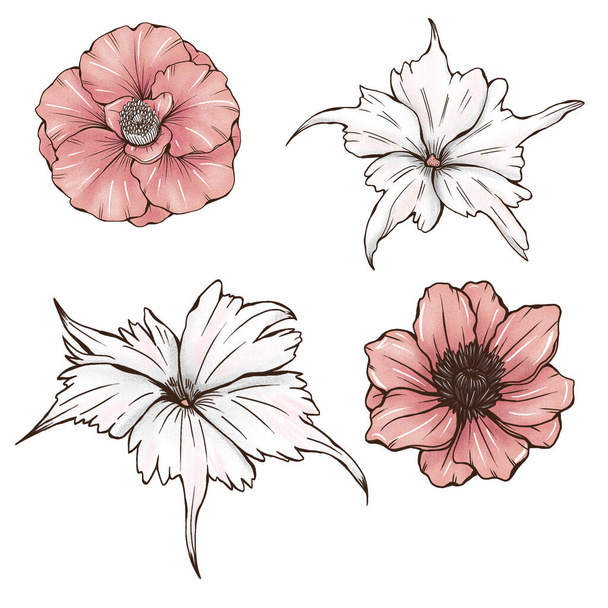 Пастельные цвета летние цветы, розовый мак, Camelia, белый drummonda звезды, сад ботаника, элементы свадебного дизайна - Фото, изображение