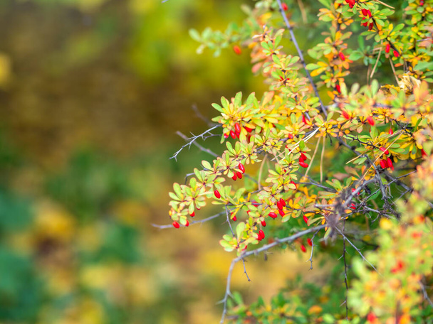 Branches of a barberry Bush with ripe red barberry berries Branches with yellow leaves of a prickly bush in the fall. - Foto, Imagen