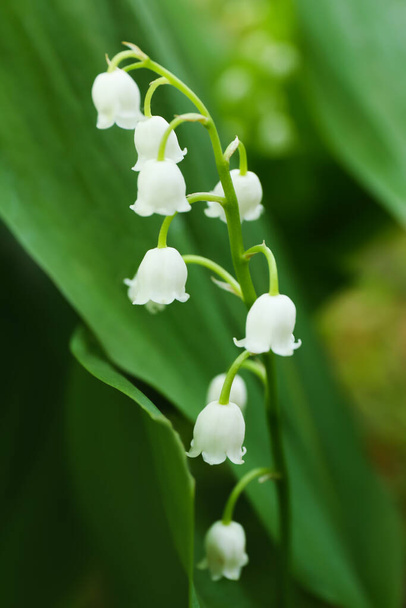 Beautiful lily-of-the-valley flowers outdoors, closeup - Photo, Image