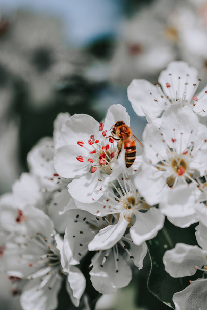 A vertical shot of a bee on white apple blossoms - Zdjęcie, obraz