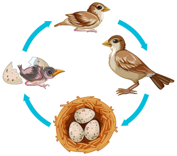 Ciclo de vida do pássaro na ilustração de fundo branco - Vetor, Imagem