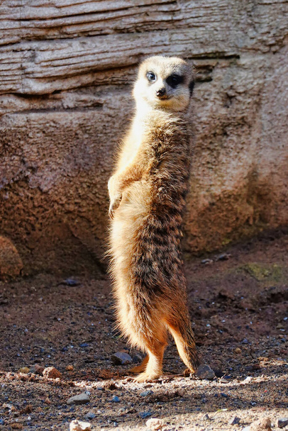 A vertical shot of a meerkat on the background of the wall - Фото, изображение